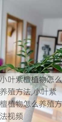 小叶紫檀植物怎么养殖方法,小叶紫檀植物怎么养殖方法视频