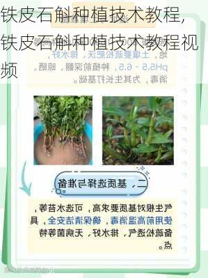 铁皮石斛种植技术教程,铁皮石斛种植技术教程视频