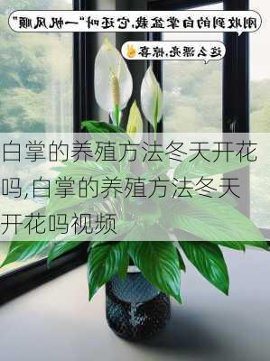 白掌的养殖方法冬天开花吗,白掌的养殖方法冬天开花吗视频