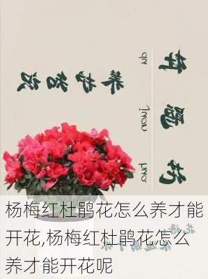 杨梅红杜鹃花怎么养才能开花,杨梅红杜鹃花怎么养才能开花呢