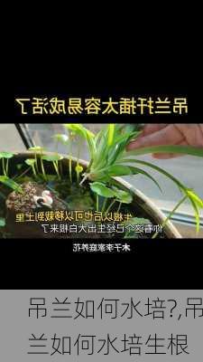 吊兰如何水培?,吊兰如何水培生根