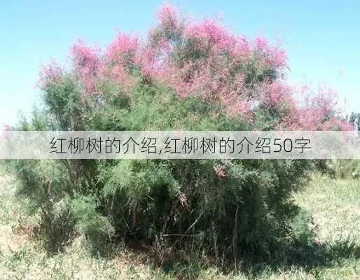 红柳树的介绍,红柳树的介绍50字