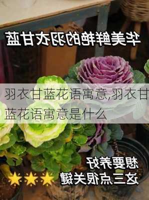 羽衣甘蓝花语寓意,羽衣甘蓝花语寓意是什么