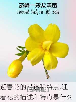 迎春花的描述和特点,迎春花的描述和特点是什么