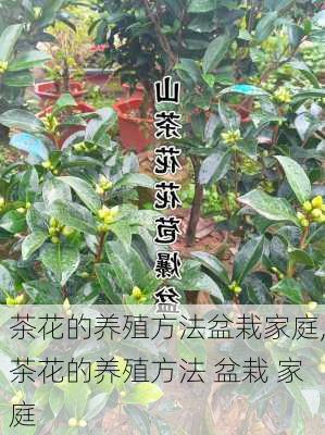 茶花的养殖方法盆栽家庭,茶花的养殖方法 盆栽 家庭