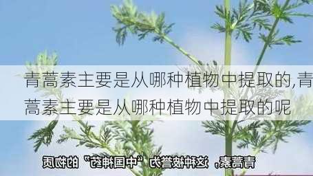 青蒿素主要是从哪种植物中提取的,青蒿素主要是从哪种植物中提取的呢