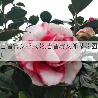 吉普赛女郎茶花,吉普赛女郎茶花图片