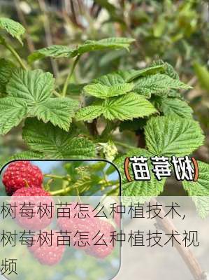 树莓树苗怎么种植技术,树莓树苗怎么种植技术视频