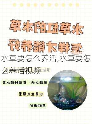 水草要怎么养活,水草要怎么养活视频