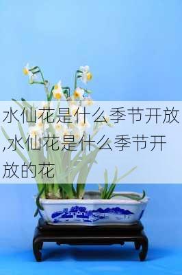 水仙花是什么季节开放,水仙花是什么季节开放的花