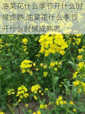 油菜花什么季节开什么时候成熟,油菜花什么季节开什么时候成熟呢