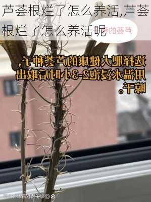 芦荟根烂了怎么养活,芦荟根烂了怎么养活呢