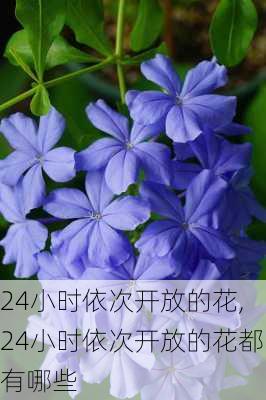 24小时依次开放的花,24小时依次开放的花都有哪些