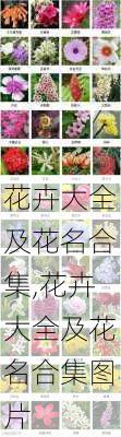 花卉大全及花名合集,花卉大全及花名合集图片