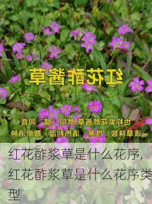 红花酢浆草是什么花序,红花酢浆草是什么花序类型