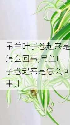 吊兰叶子卷起来是怎么回事,吊兰叶子卷起来是怎么回事儿