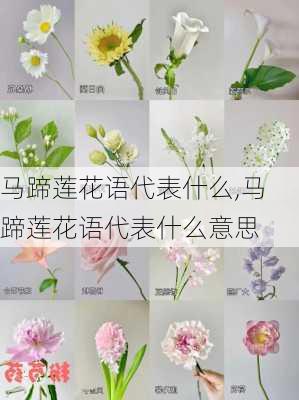 马蹄莲花语代表什么,马蹄莲花语代表什么意思