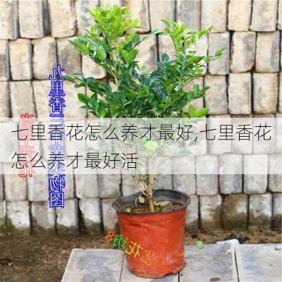 七里香花怎么养才最好,七里香花怎么养才最好活