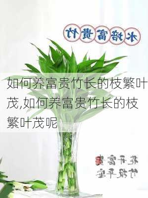 如何养富贵竹长的枝繁叶茂,如何养富贵竹长的枝繁叶茂呢