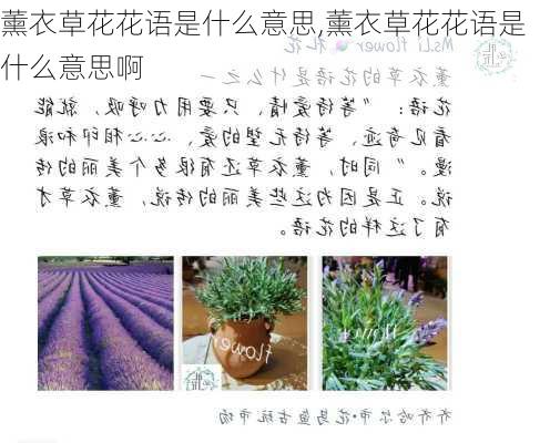 薰衣草花花语是什么意思,薰衣草花花语是什么意思啊