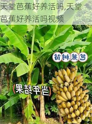 天堂芭蕉好养活吗,天堂芭蕉好养活吗视频