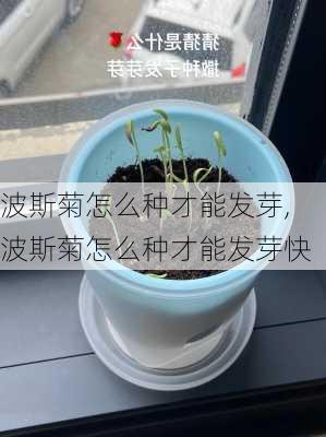 波斯菊怎么种才能发芽,波斯菊怎么种才能发芽快