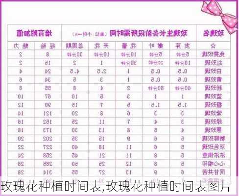 玫瑰花种植时间表,玫瑰花种植时间表图片