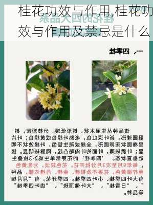 桂花功效与作用,桂花功效与作用及禁忌是什么