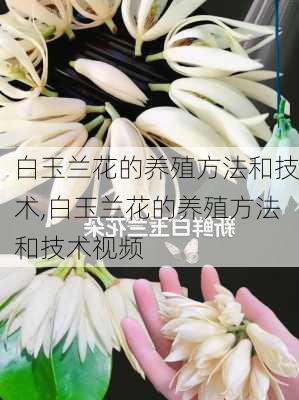 白玉兰花的养殖方法和技术,白玉兰花的养殖方法和技术视频