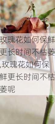 玫瑰花如何保鲜更长时间不枯萎,玫瑰花如何保鲜更长时间不枯萎呢