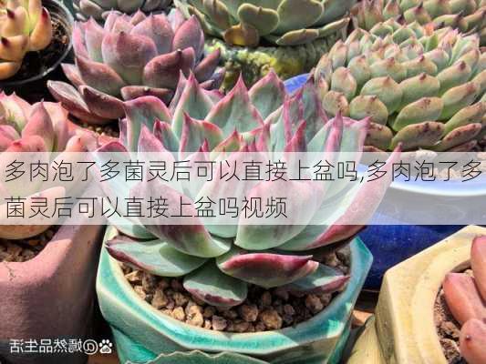 多肉泡了多菌灵后可以直接上盆吗,多肉泡了多菌灵后可以直接上盆吗视频