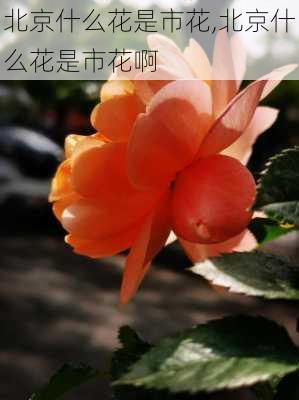 北京什么花是市花,北京什么花是市花啊