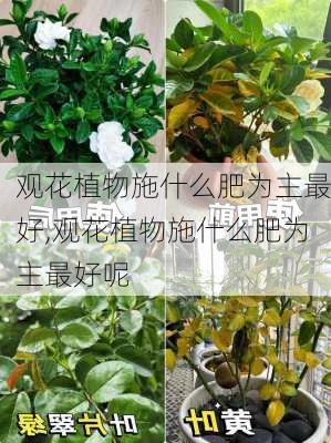 观花植物施什么肥为主最好,观花植物施什么肥为主最好呢