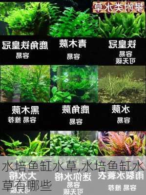 水培鱼缸水草,水培鱼缸水草有哪些