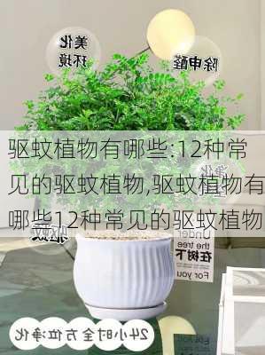 驱蚊植物有哪些:12种常见的驱蚊植物,驱蚊植物有哪些12种常见的驱蚊植物