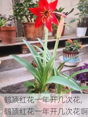 鹤顶红花一年开几次花,鹤顶红花一年开几次花啊