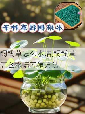 铜钱草怎么水培,铜钱草怎么水培养殖方法