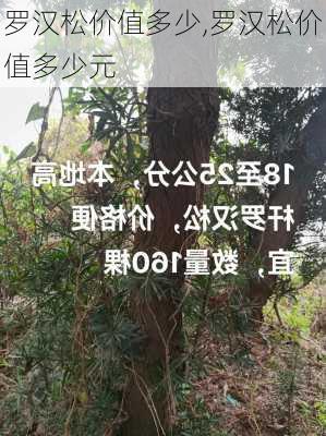 罗汉松价值多少,罗汉松价值多少元