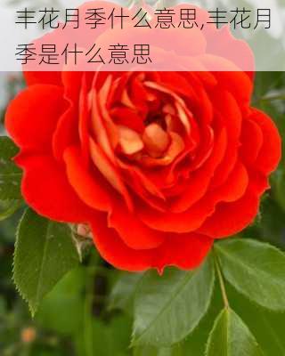 丰花月季什么意思,丰花月季是什么意思