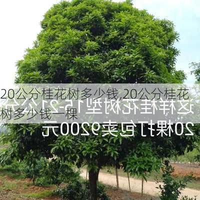 20公分桂花树多少钱,20公分桂花树多少钱一棵