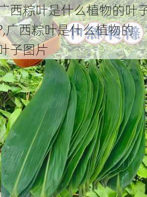 广西粽叶是什么植物的叶子?,广西粽叶是什么植物的叶子图片