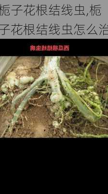 栀子花根结线虫,栀子花根结线虫怎么治