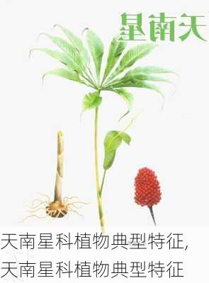 天南星科植物典型特征,天南星科植物典型特征