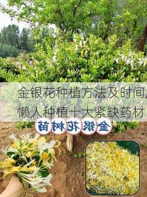 金银花种植方法及时间,懒人种植十大紧缺药材