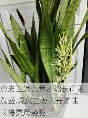 虎皮兰怎么养才能长得更茂盛,虎皮兰怎么养才能长得更茂盛呢