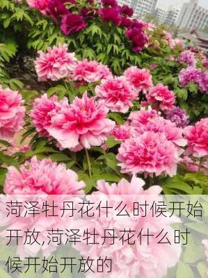 菏泽牡丹花什么时候开始开放,菏泽牡丹花什么时候开始开放的