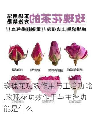 玫瑰花功效作用与主治功能,玫瑰花功效作用与主治功能是什么