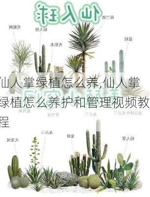 仙人掌绿植怎么养,仙人掌绿植怎么养护和管理视频教程