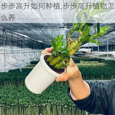 步步高升如何种植,步步高升植物怎么养