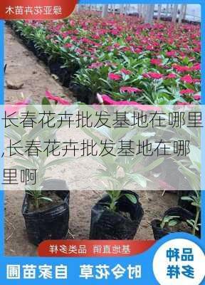 长春花卉批发基地在哪里,长春花卉批发基地在哪里啊